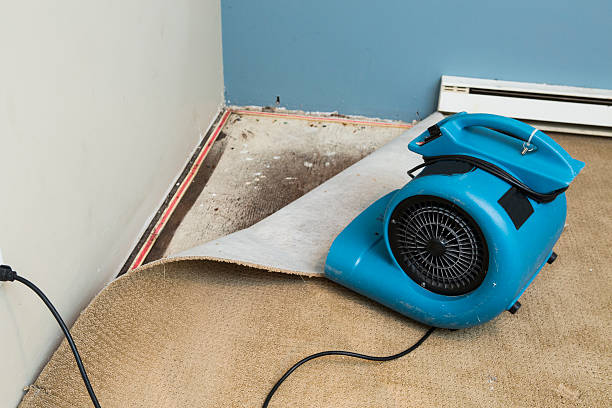 Best Professional water damage repair  in York, NE